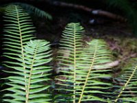 Ferns near Fall Creek  Olympic National Park : Landscape